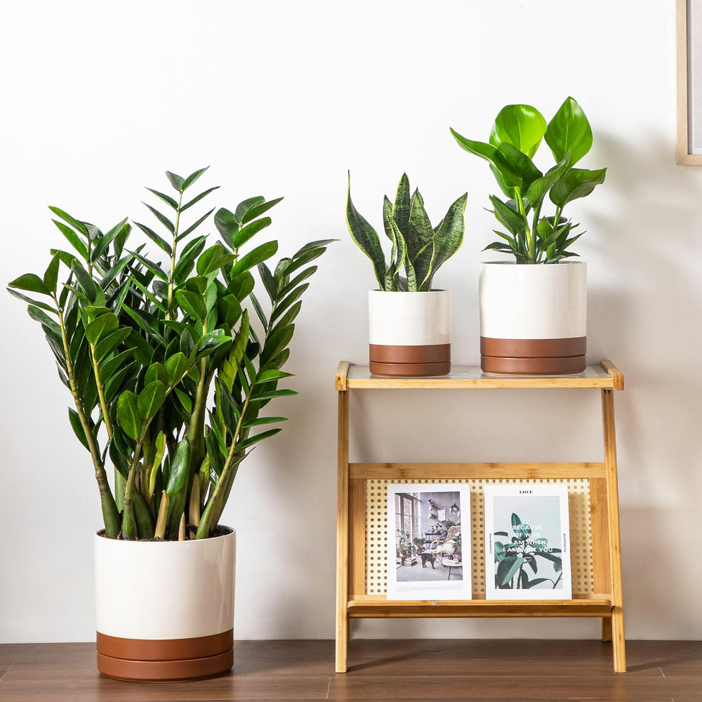 vancasso planter with lush foliage inside showing healthy plant support and root room