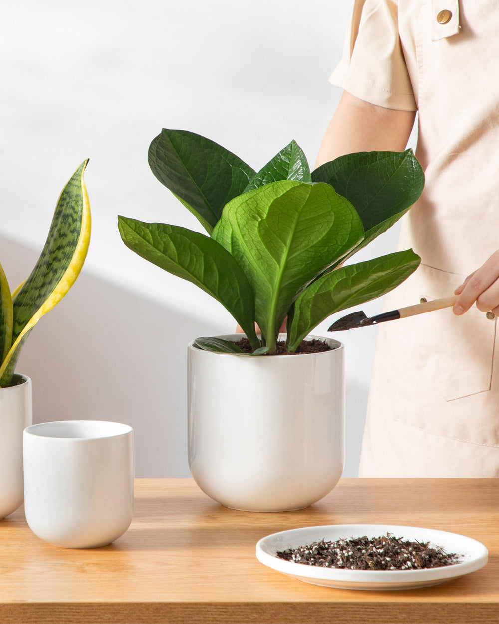 vancasso boxed planter set ready to gift, attractive presentation