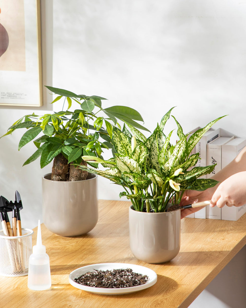 vancasso planters on windowsill lifestyle shot showing natural light placement and ambiance