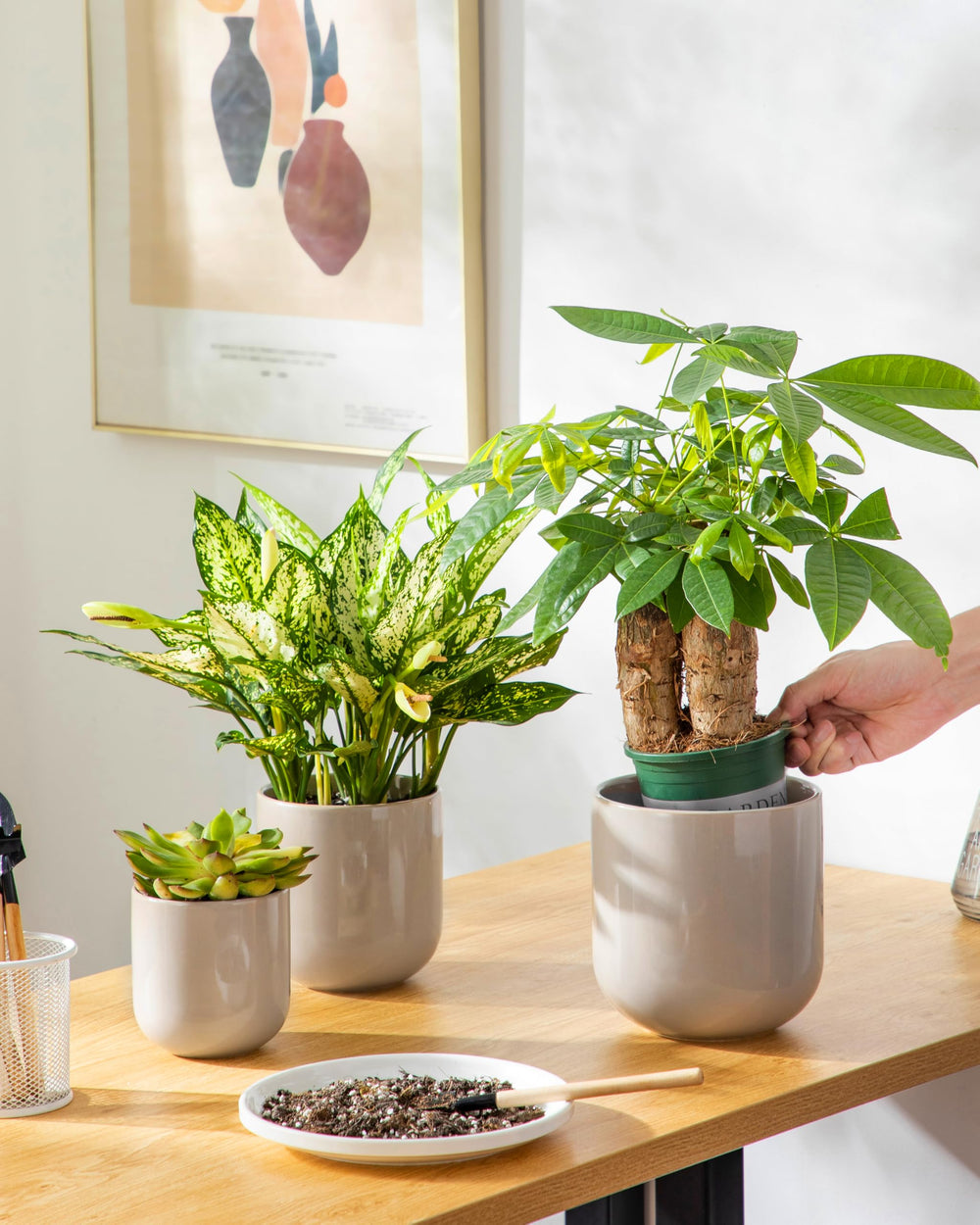 vancasso styled with succulents to show decorative appeal and easy indoor greenery