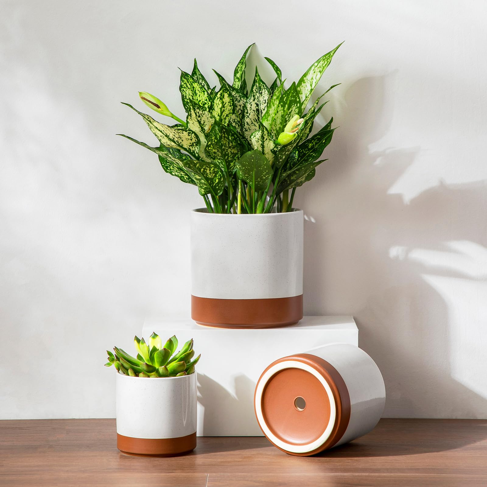 vancasso plants in use on windowsill showing decor benefit: compact greenery display