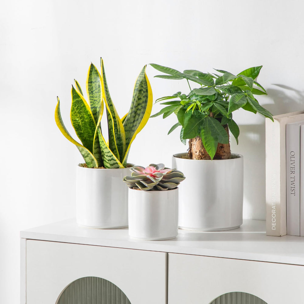 vancasso trio of planters with herbs and succulents on a sunny windowsill