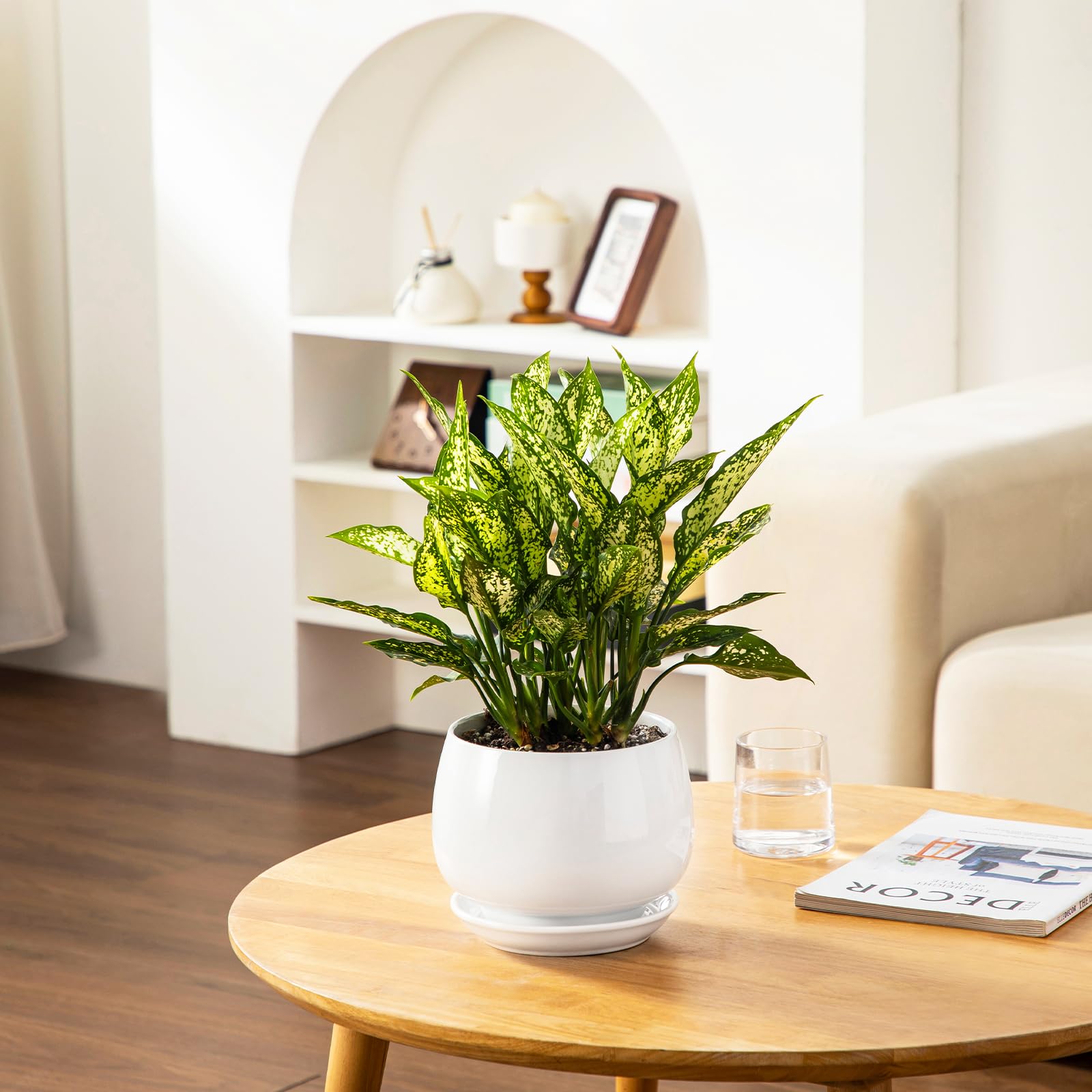 vancasso small pot with succulent demonstrating space-efficient growth