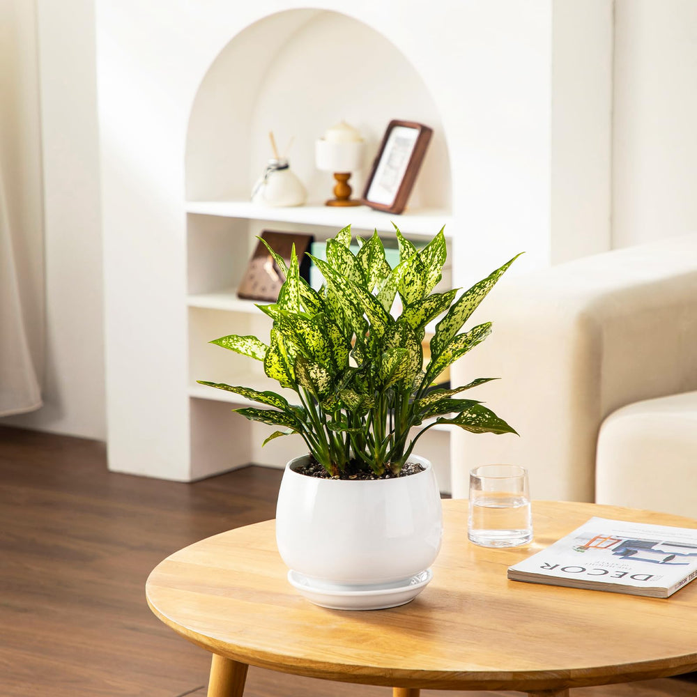 vancasso small pot with succulent demonstrating space-efficient growth