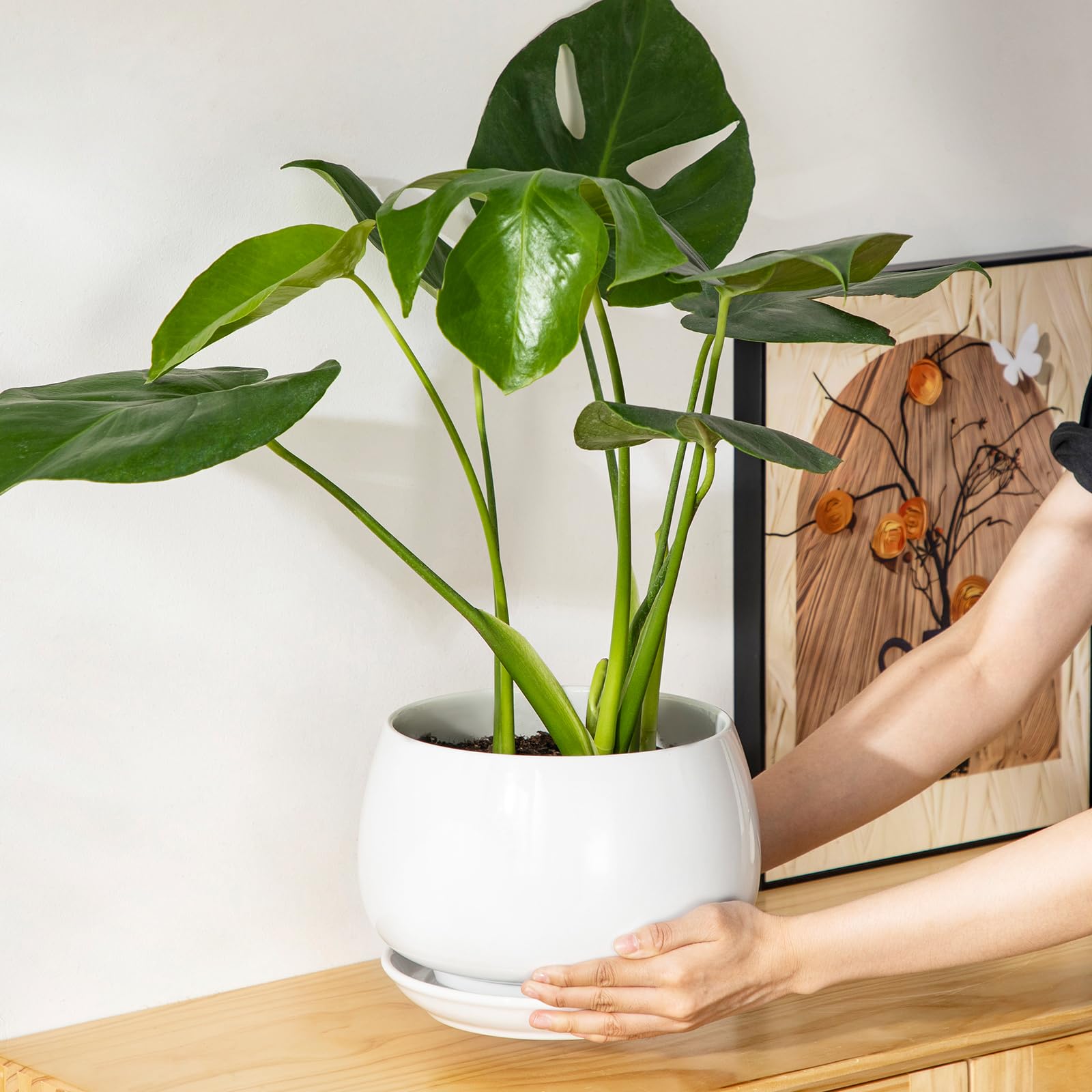 vancasso tiered display on shelf creating a polished plant arrangement