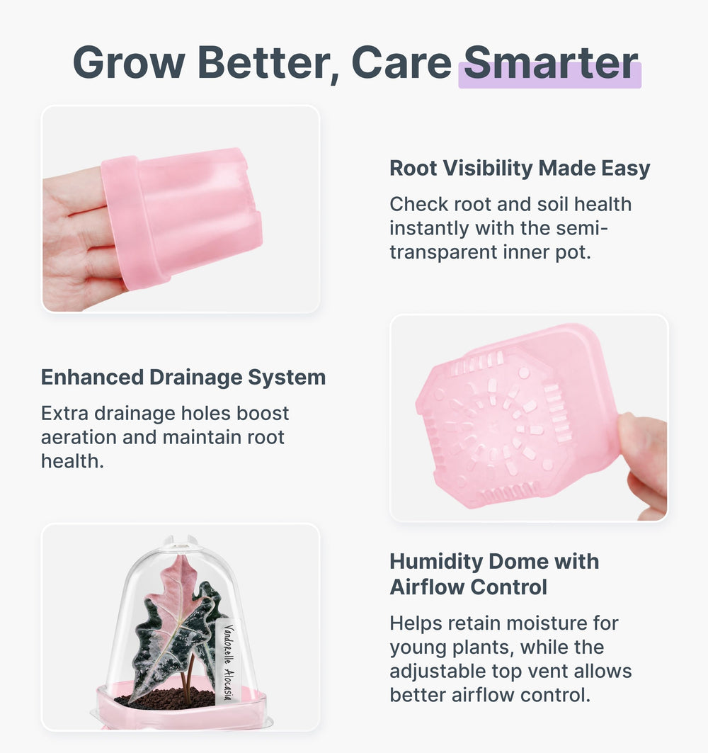 Vandorelle lifestyle windowsill propagation showing compact kit saving space and simplifying care