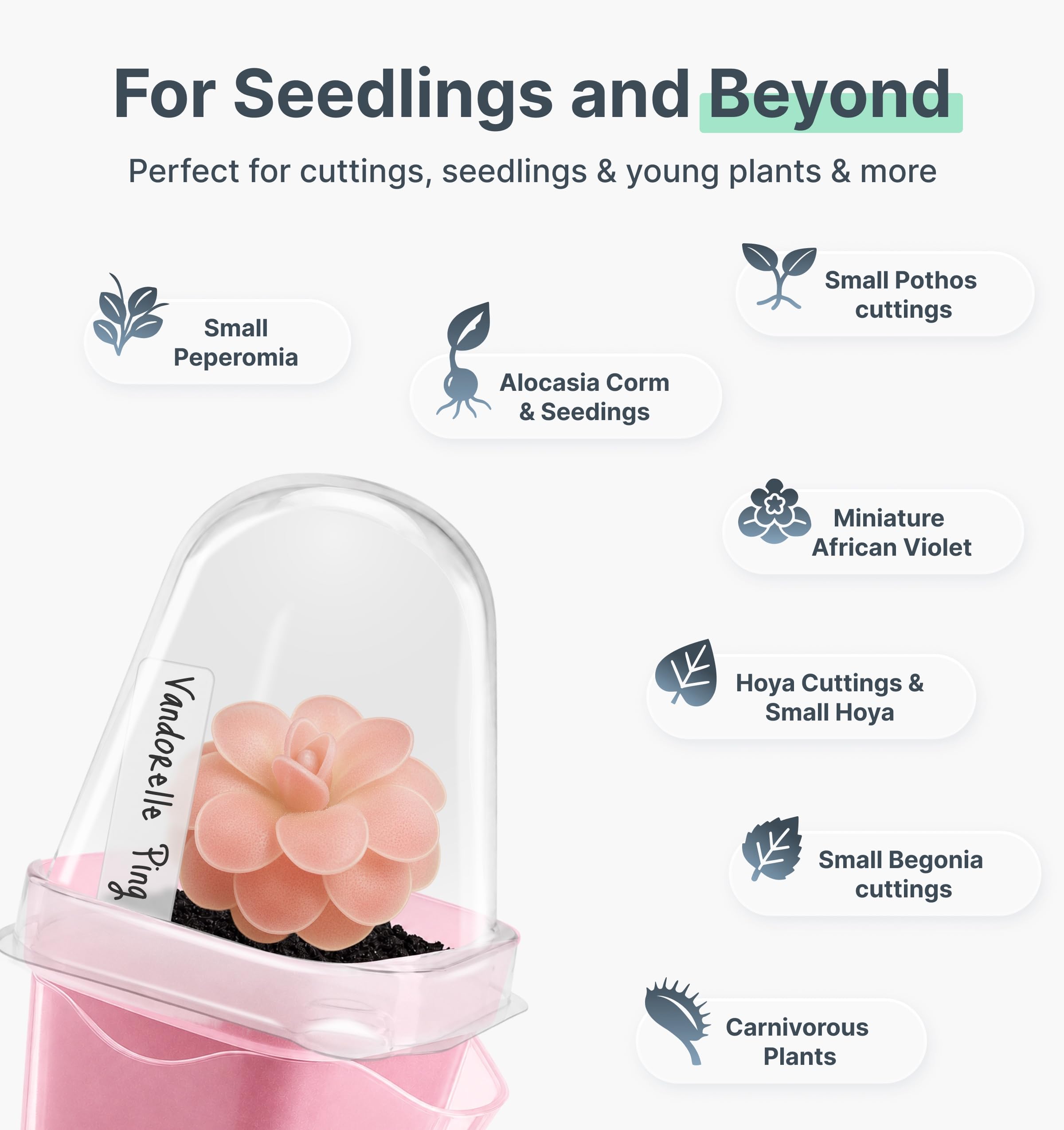 Vandorelle inner cup revealing root growth for easy monitoring