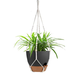Vanslogreen front view of full hanging planter for instant room greenery