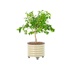 Vego garden front view pearl white planter showing stable base and sleek finish