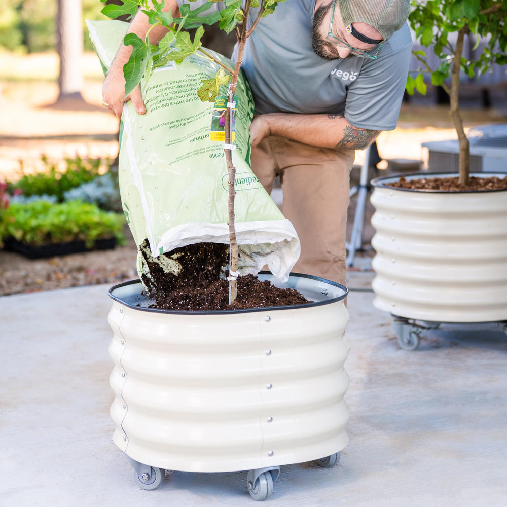 Vego garden planter in use with citrus tree supporting ample root growth