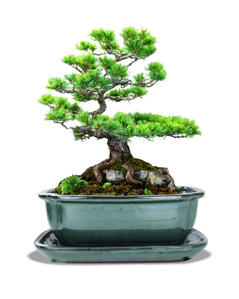 vensovo green bonsai pot front view showing elegant shape and display benefit