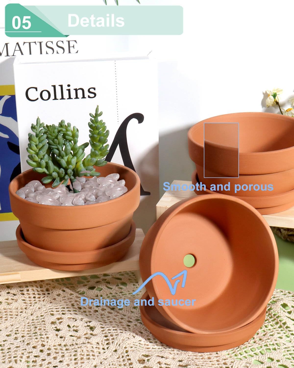 vensovo plant in pot lifestyle displaying healthy succulent styling benefits