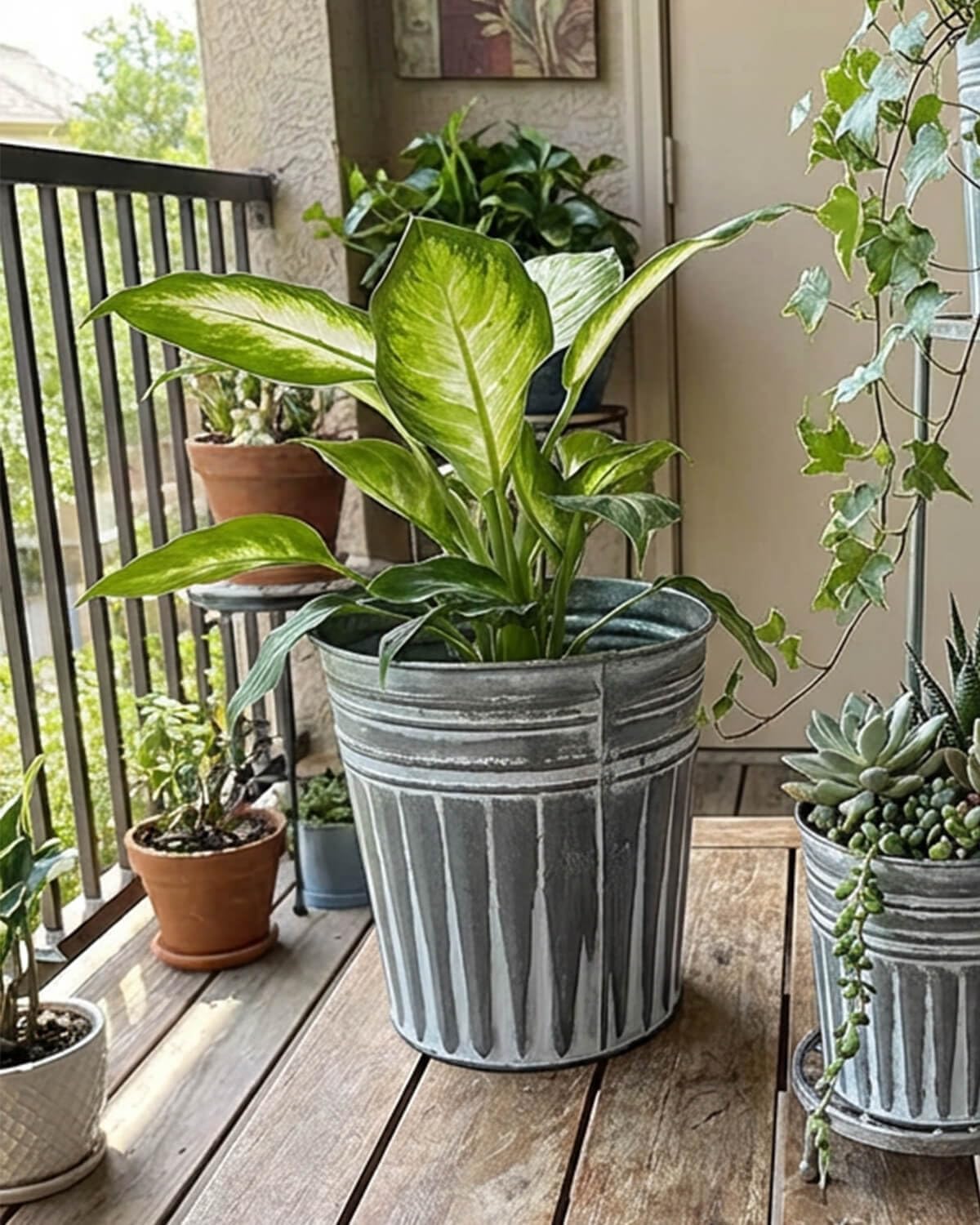 vensovo scale comparison with hand showing 7 inch size for small plants