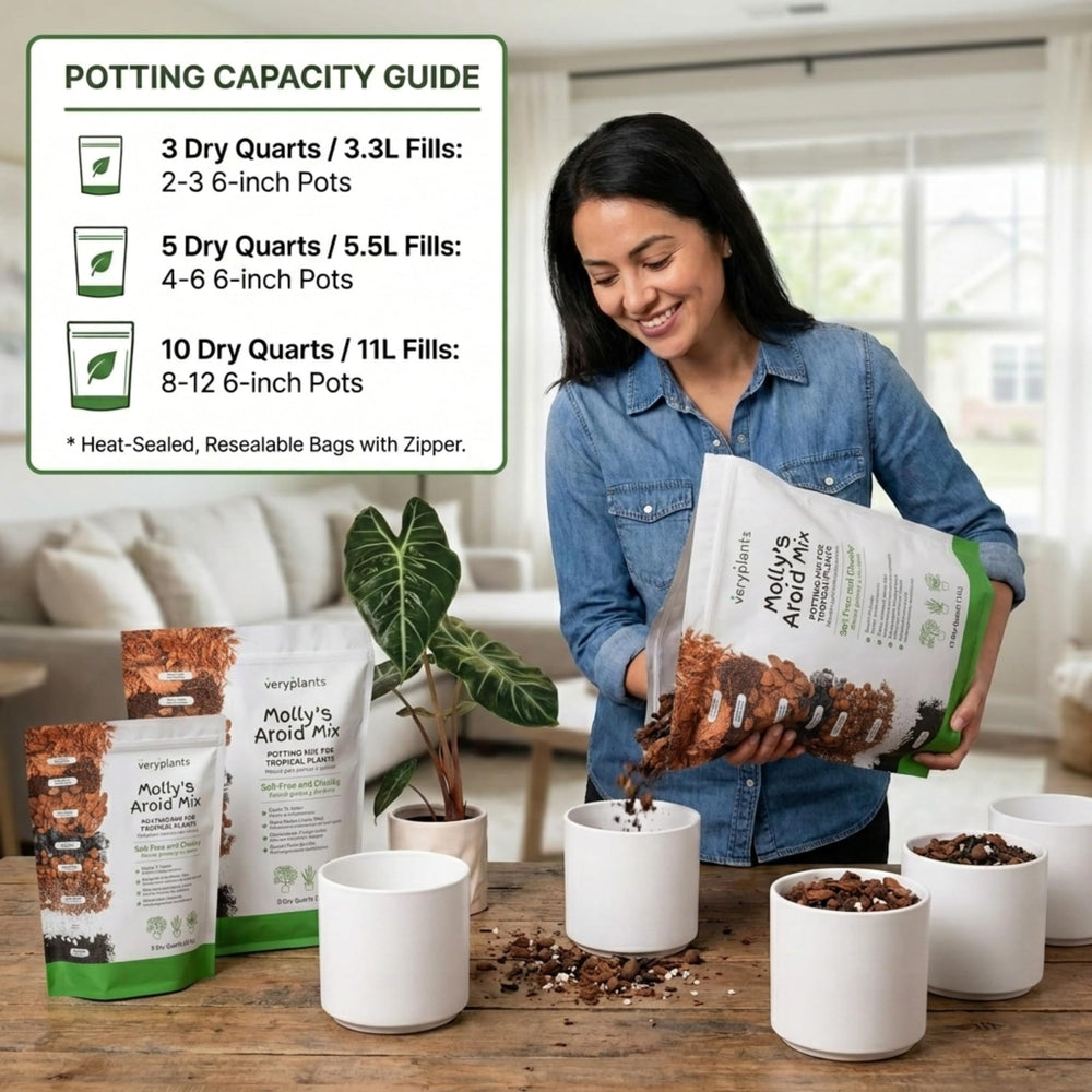 veryplants lifestyle shelf with potted aroids showing attractive presentation