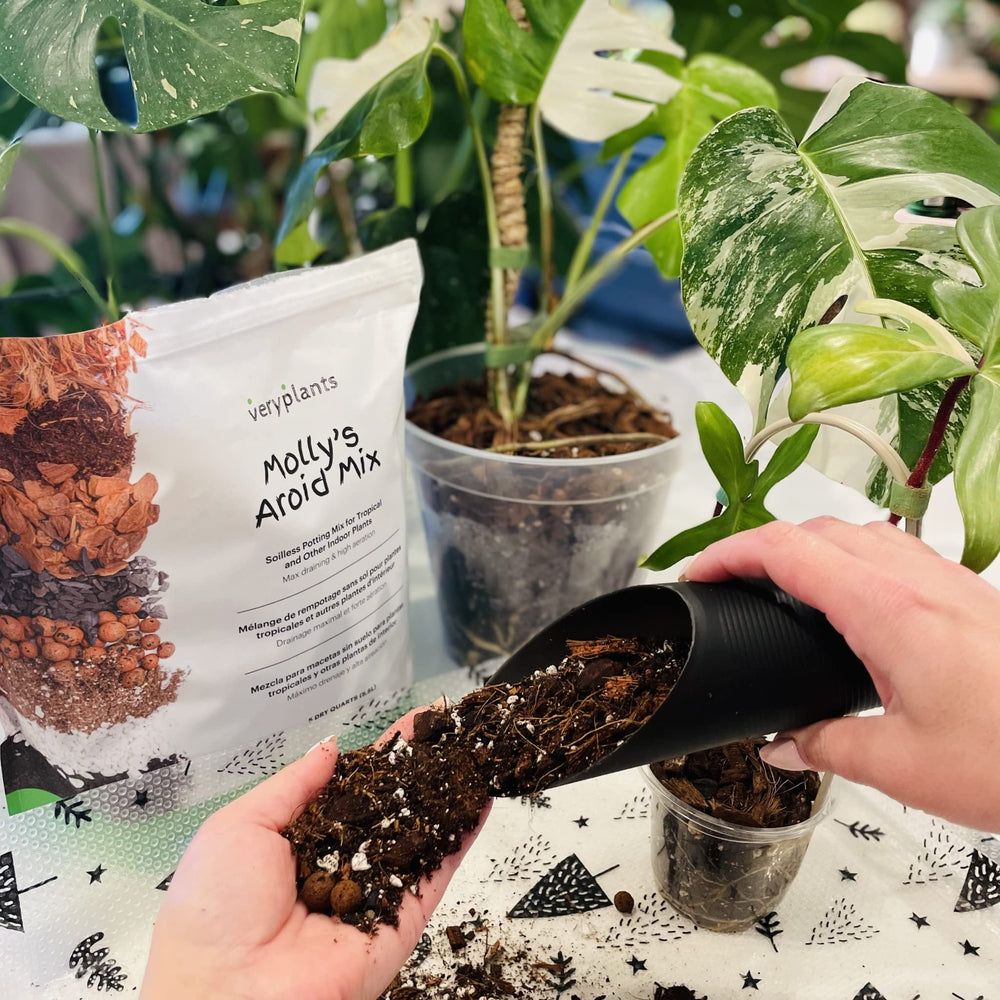 veryplants root ball cross-section showing airy mix supporting roots