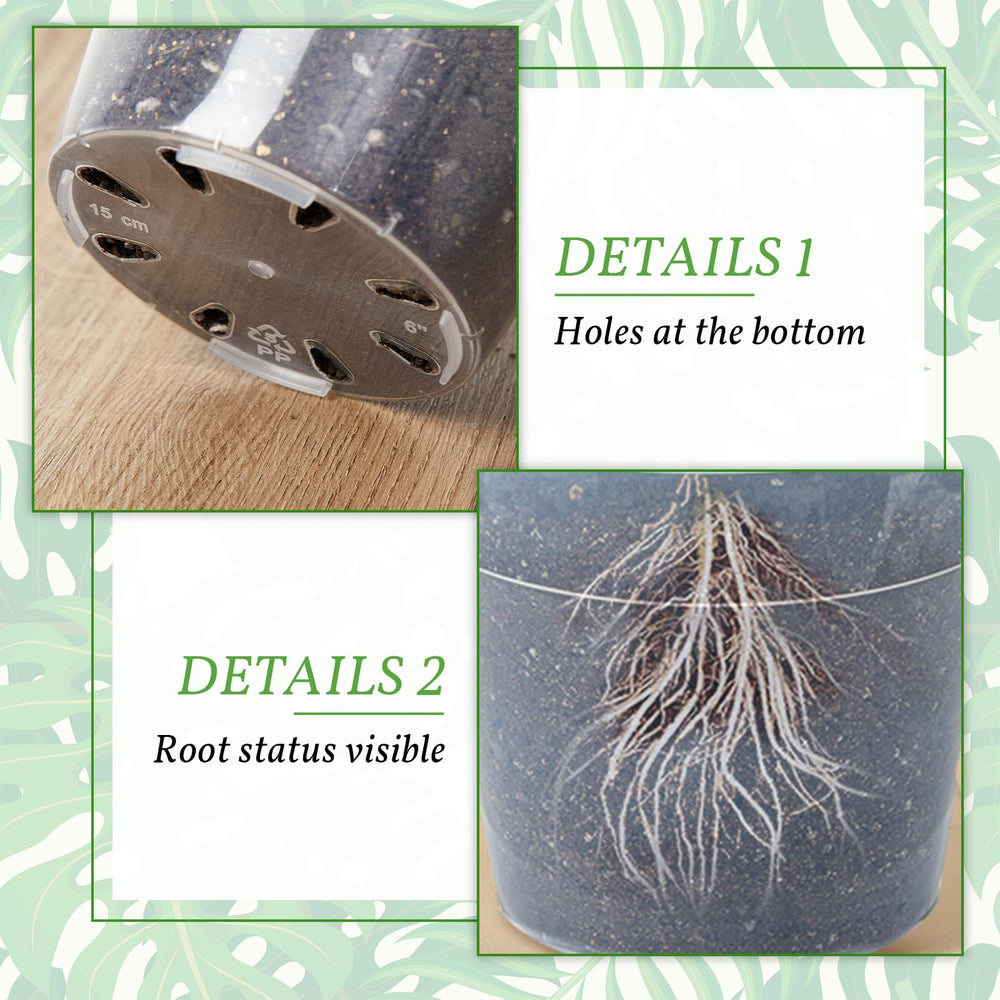 Vesici bottom view showing drainage holes for better root health