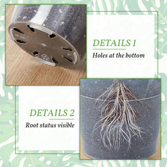Vesici bottom view showing drainage holes for better root health