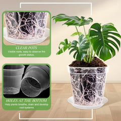 Vesici transparent pot showing roots for easier monitoring and repotting