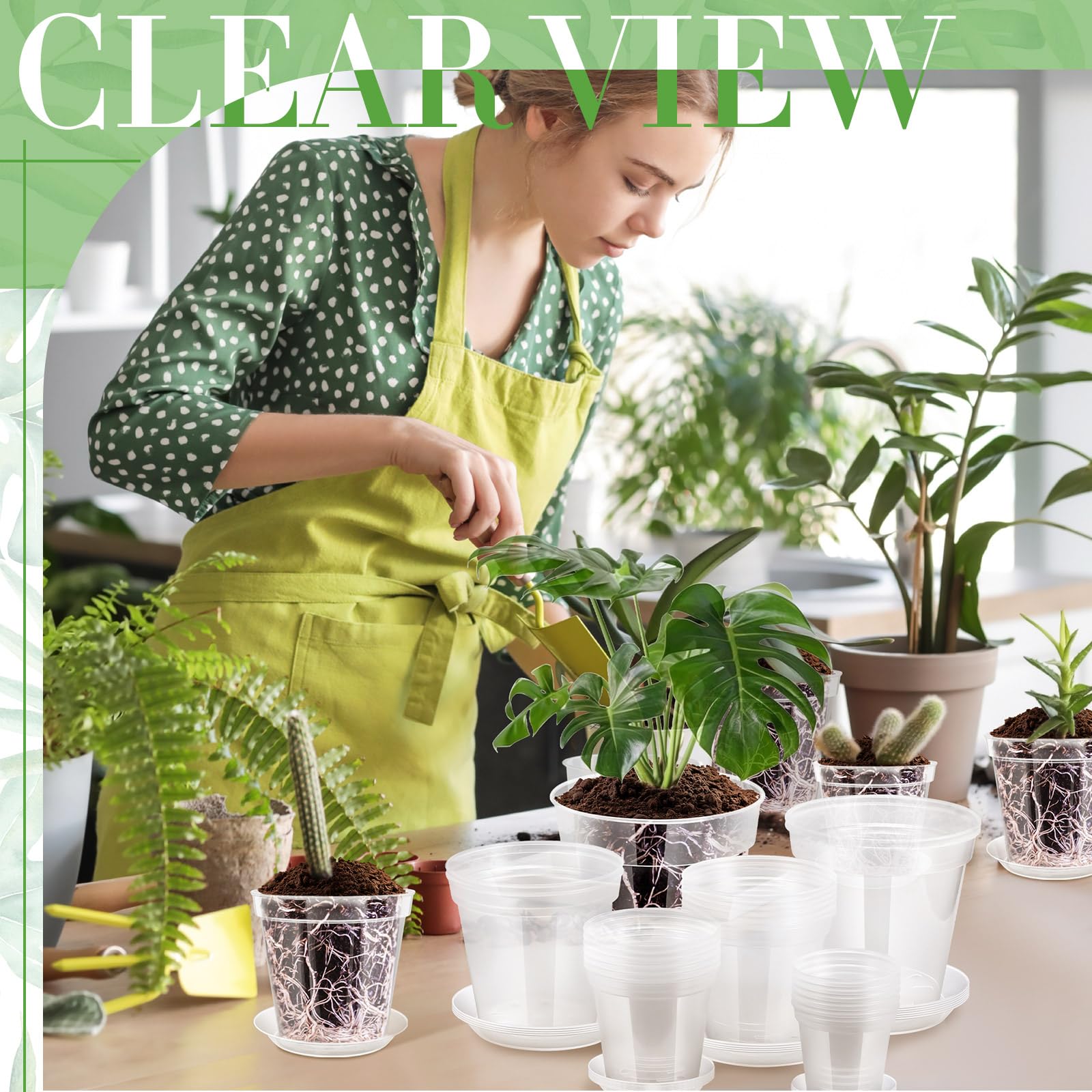 Vesici size comparison with plants illustrating appropriate pot choices