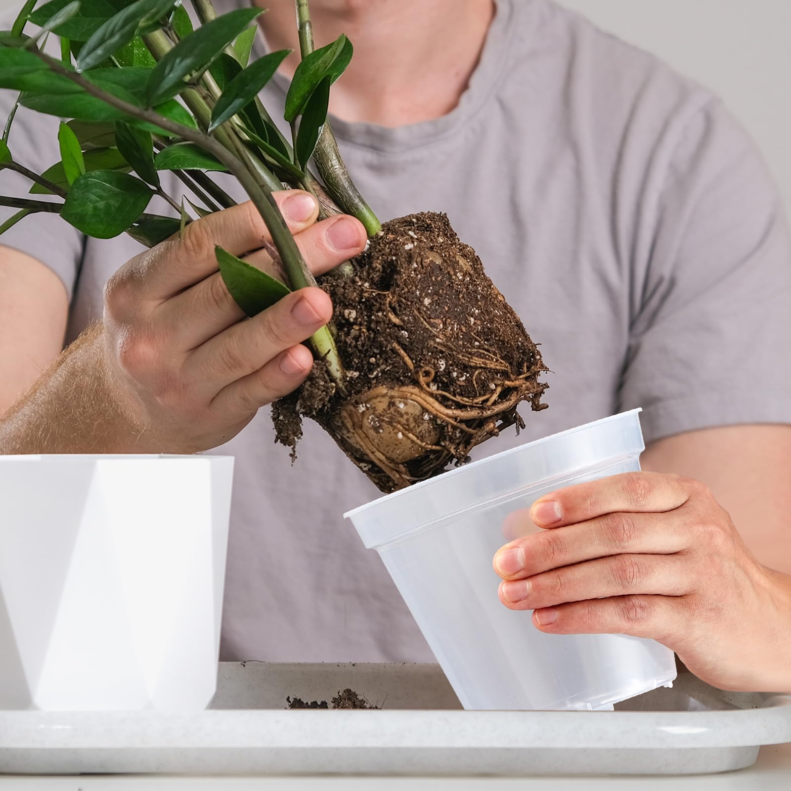 Vesici size comparison with ruler showing 3"–7" range for correct plant fit
