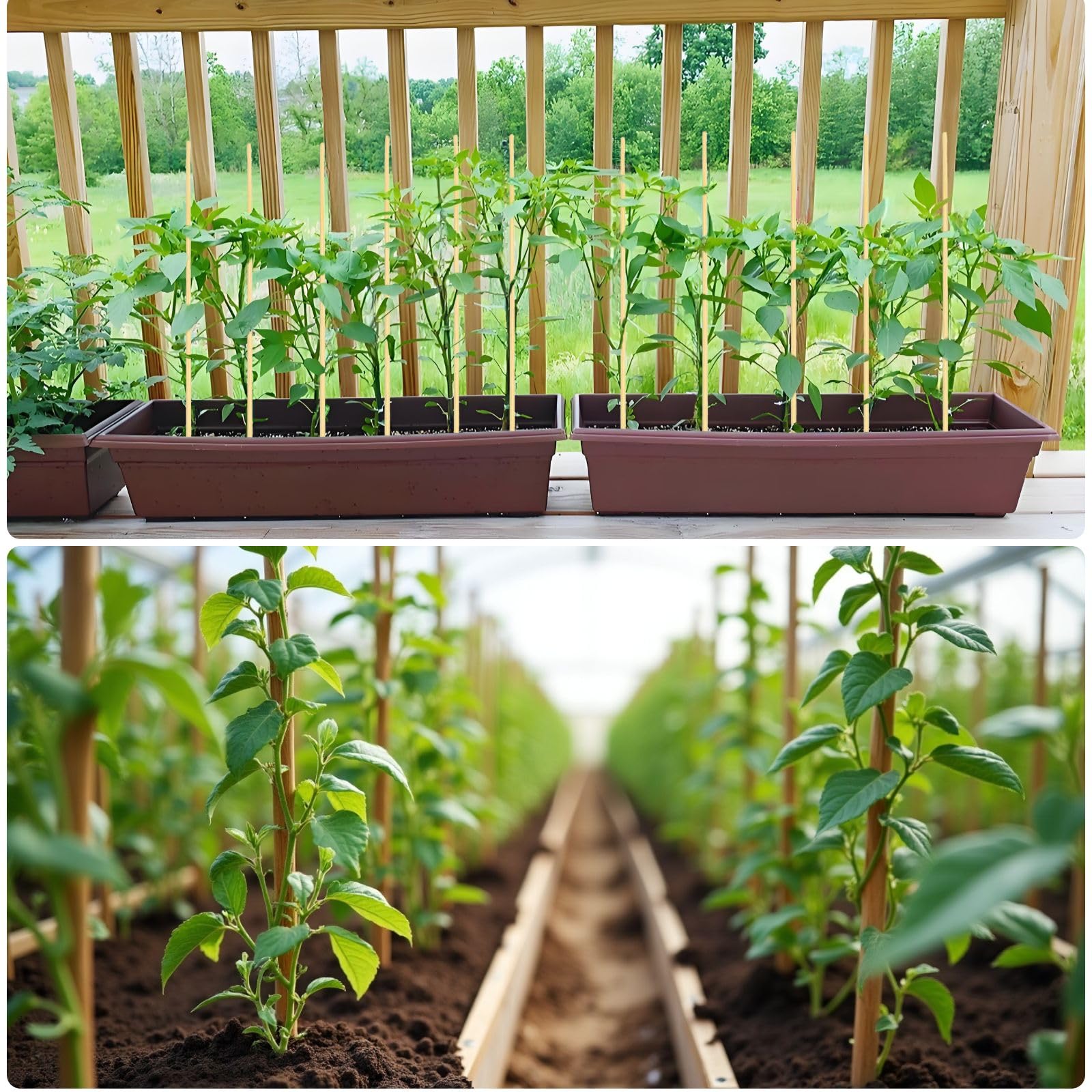Vesyman bulk pack spread on table ready for gardening or camping