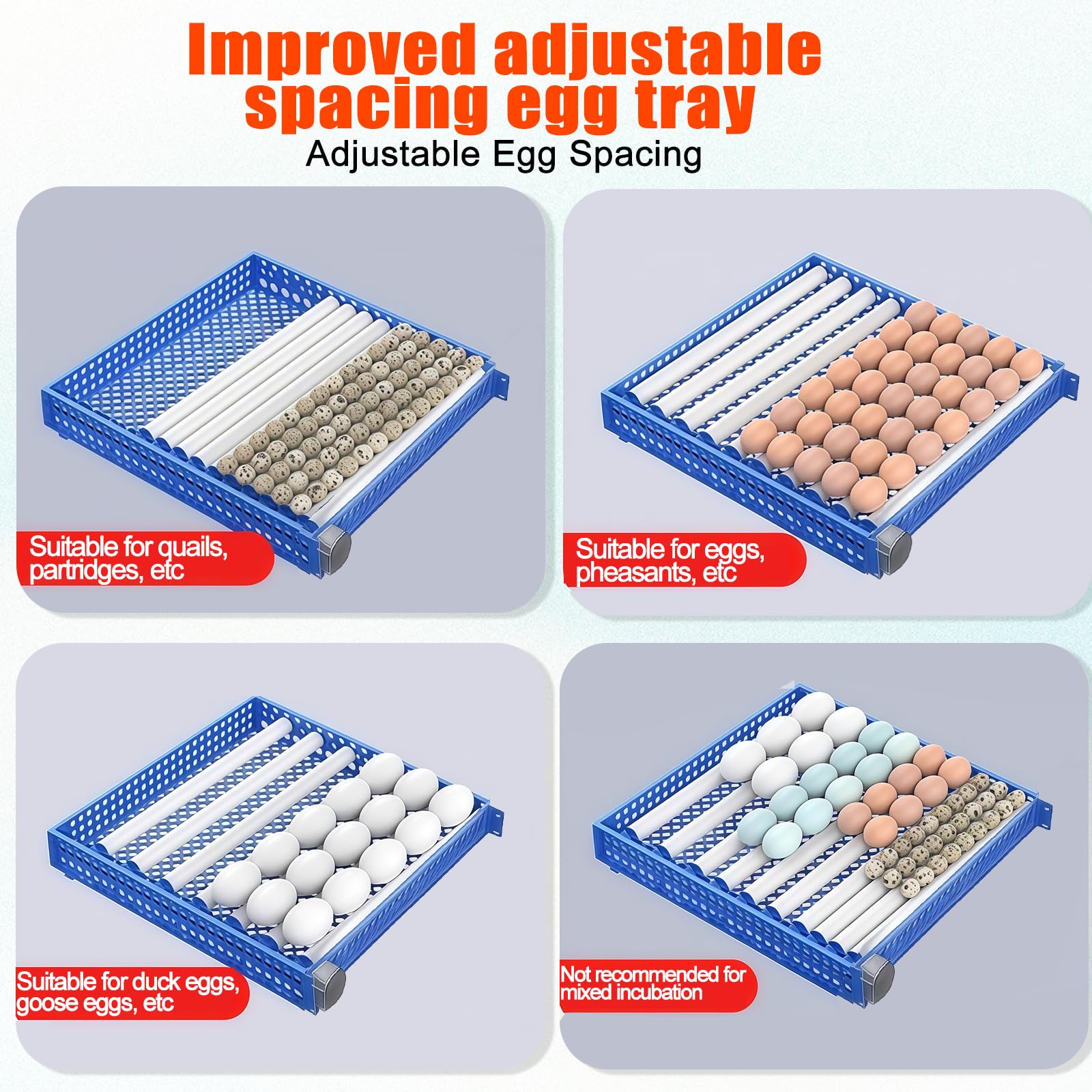Vevitts interior showing neatly arranged eggs, demonstrates 136-egg medium-scale capacity