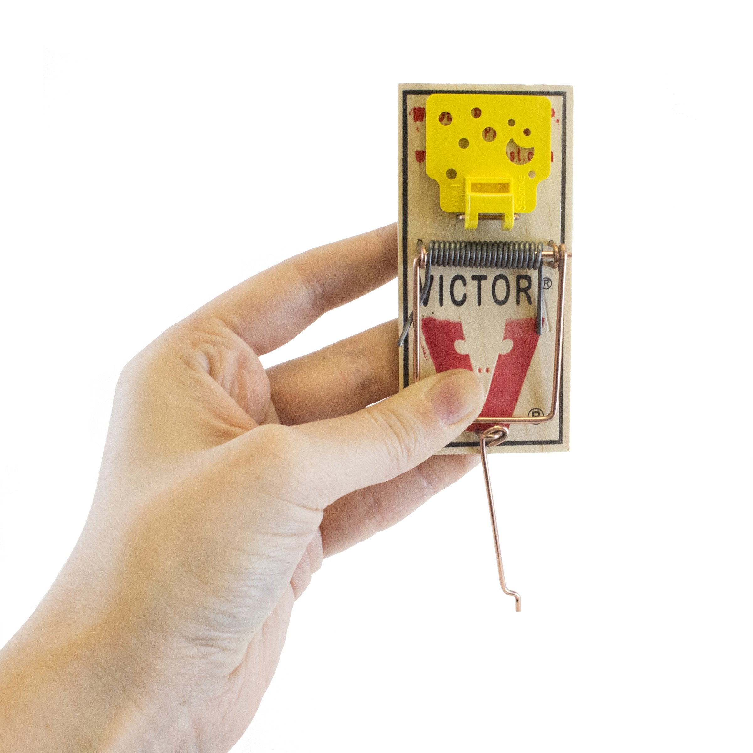 Victor trap next to ruler to show compact size and easy storage