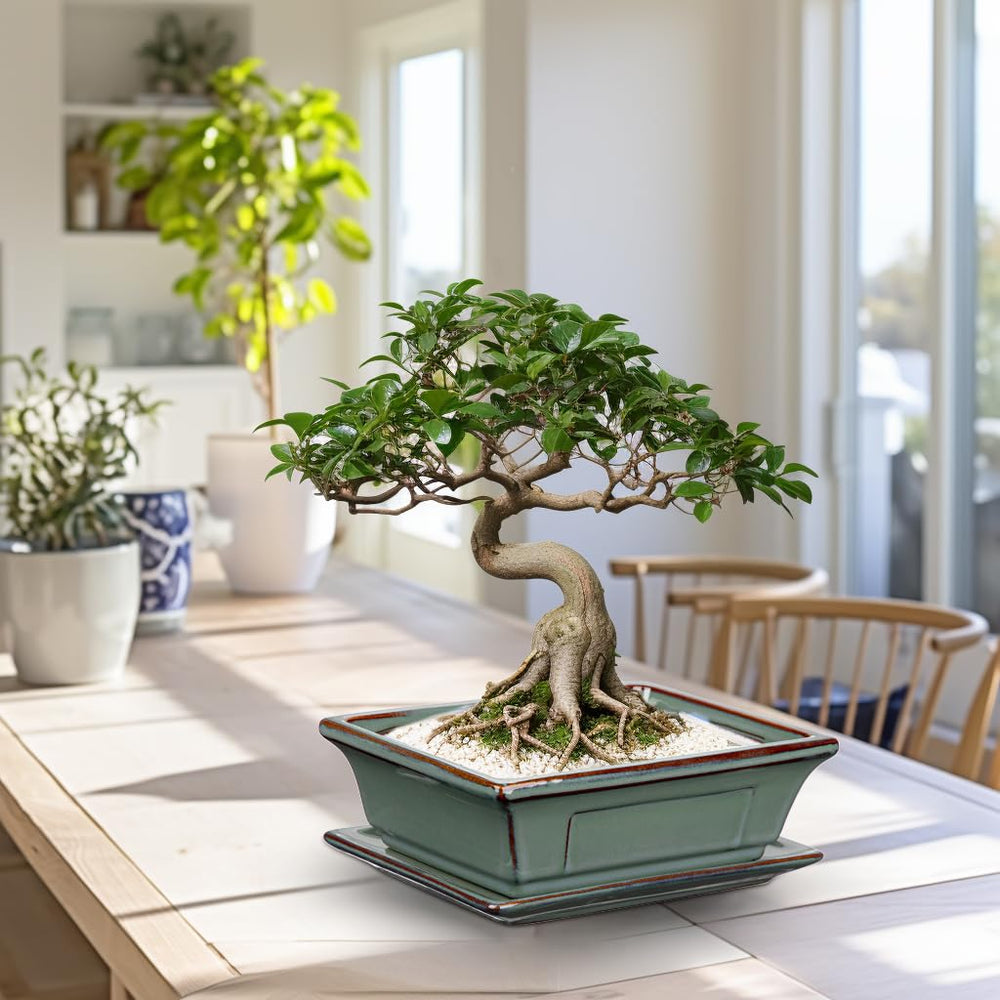 Villa Como bonsai planted in pot in a zen corner adding calm decor
