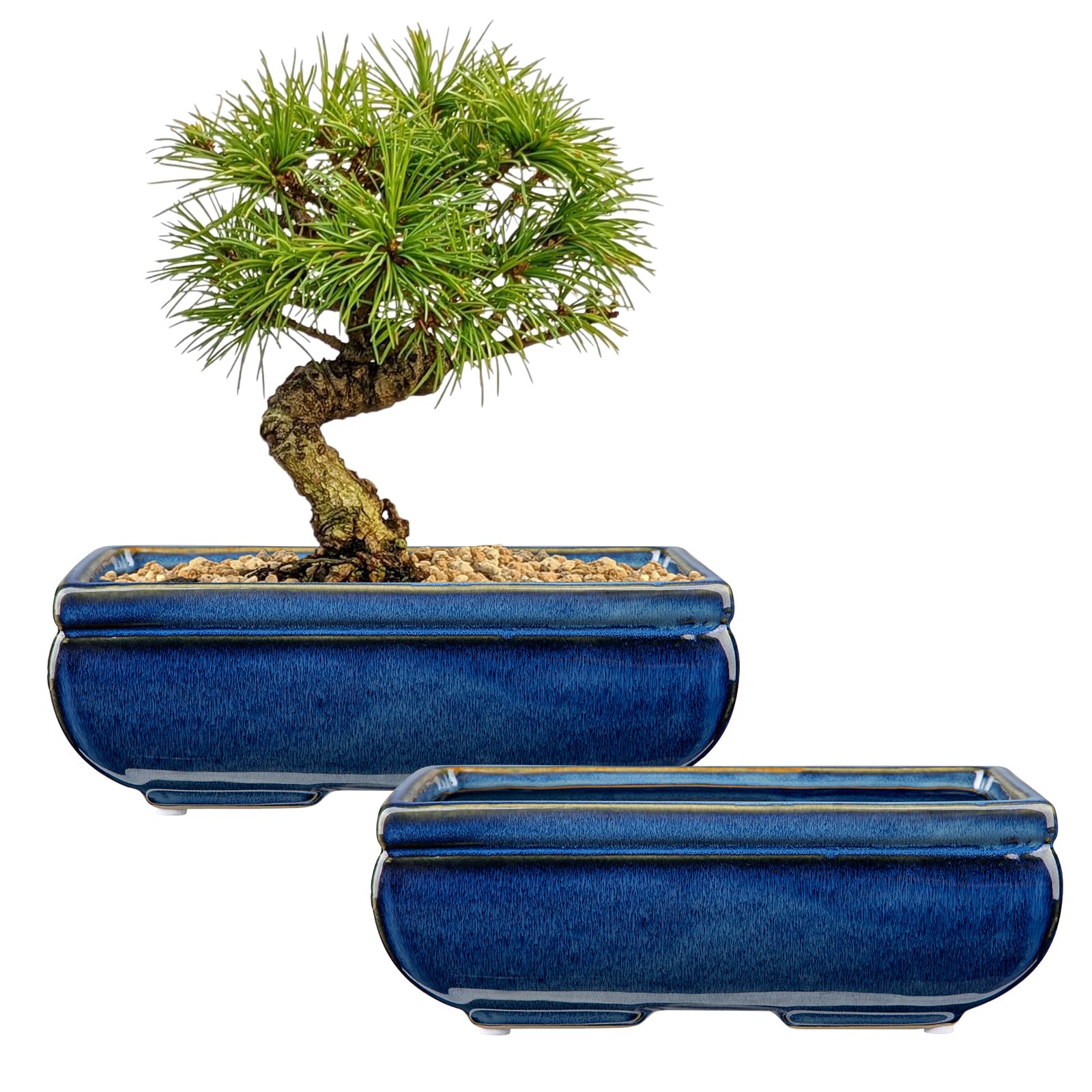 Villa Como front view of large bonsai pot showing shape and classic blue color benefit