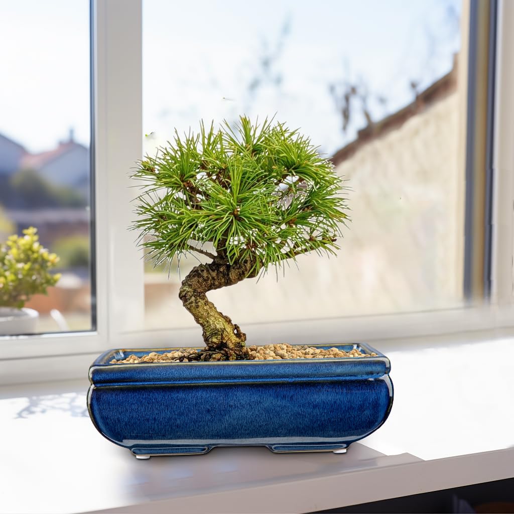 Villa Como pot with bonsai planted showcasing styling and training benefit