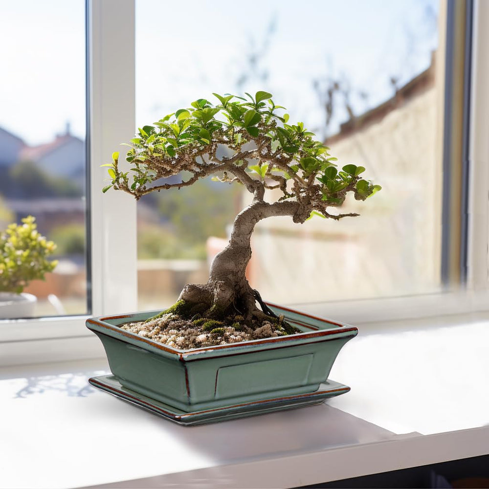 Villa Como pots holding kitchen herbs offering fresh flavors at hand
