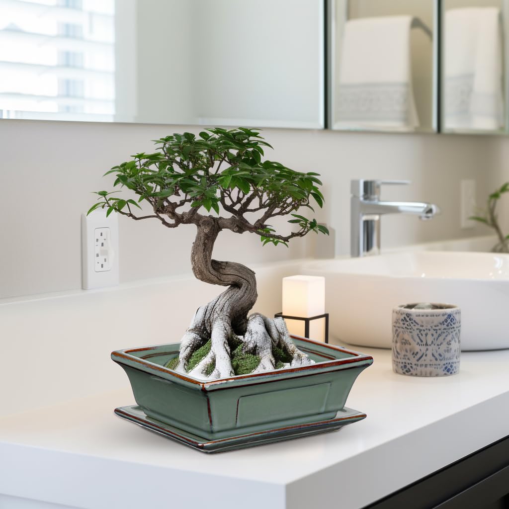 Villa Como paired pots on windowsill brightening indoor spaces with greenery