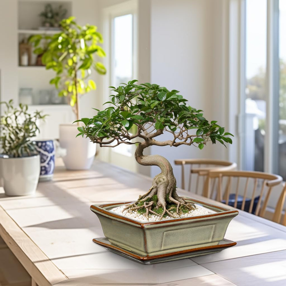 Villa Como pots beside a ruler demonstrating scale and compact footprint for small spaces