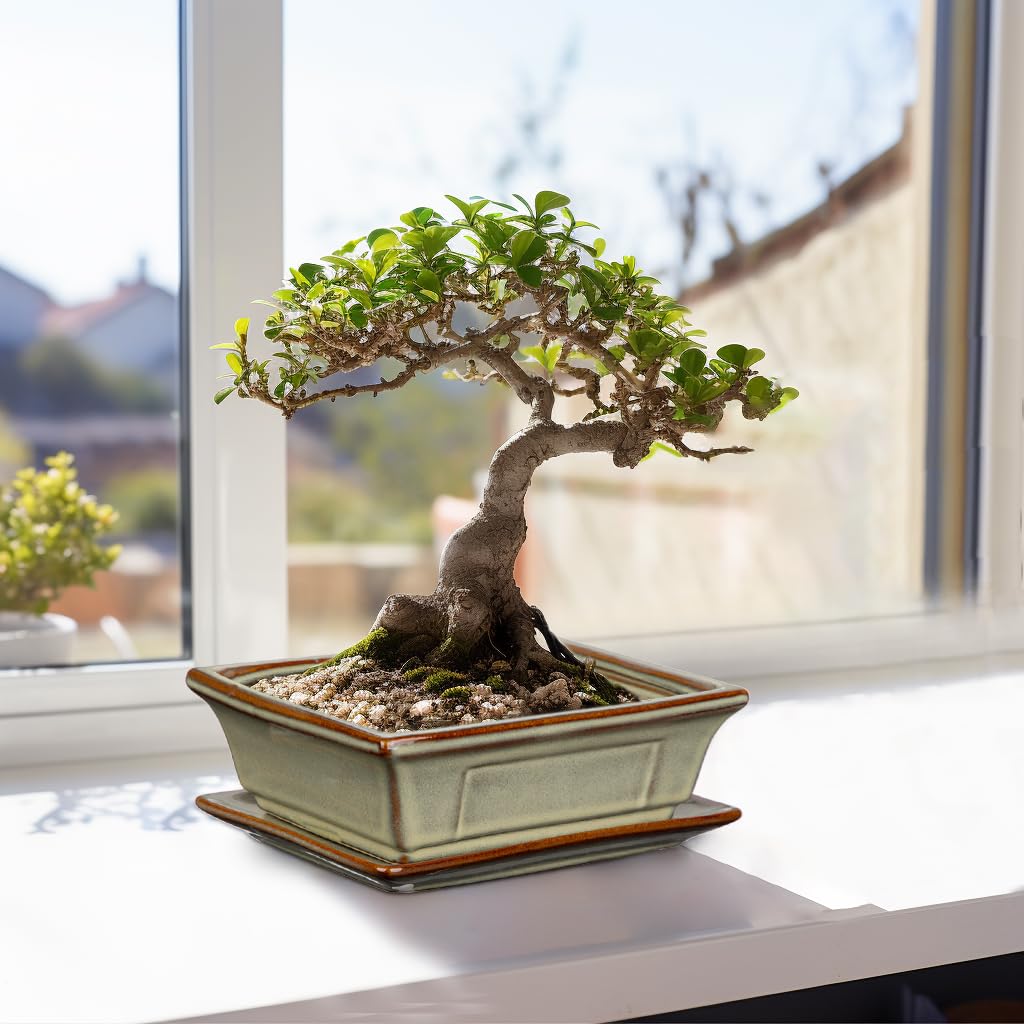 Villa Como side profile showing the shallow depth that encourages bonsai root development