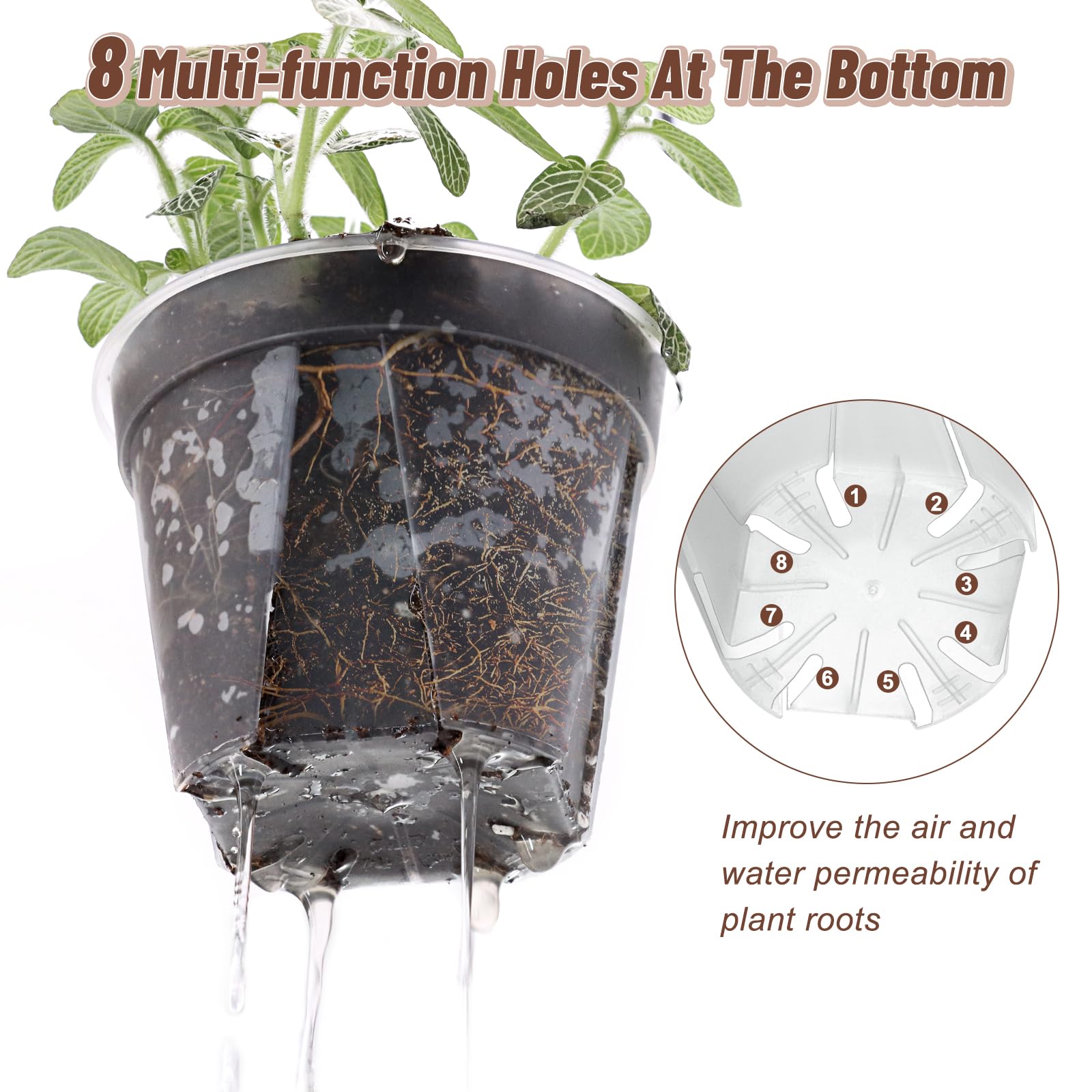 VIOBEPASS translucent pot showing roots for easy monitoring benefit