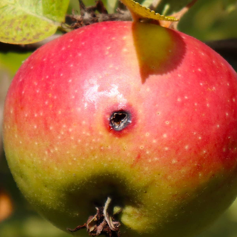 VivaGrow traps spaced across orchard row for broad moth coverage