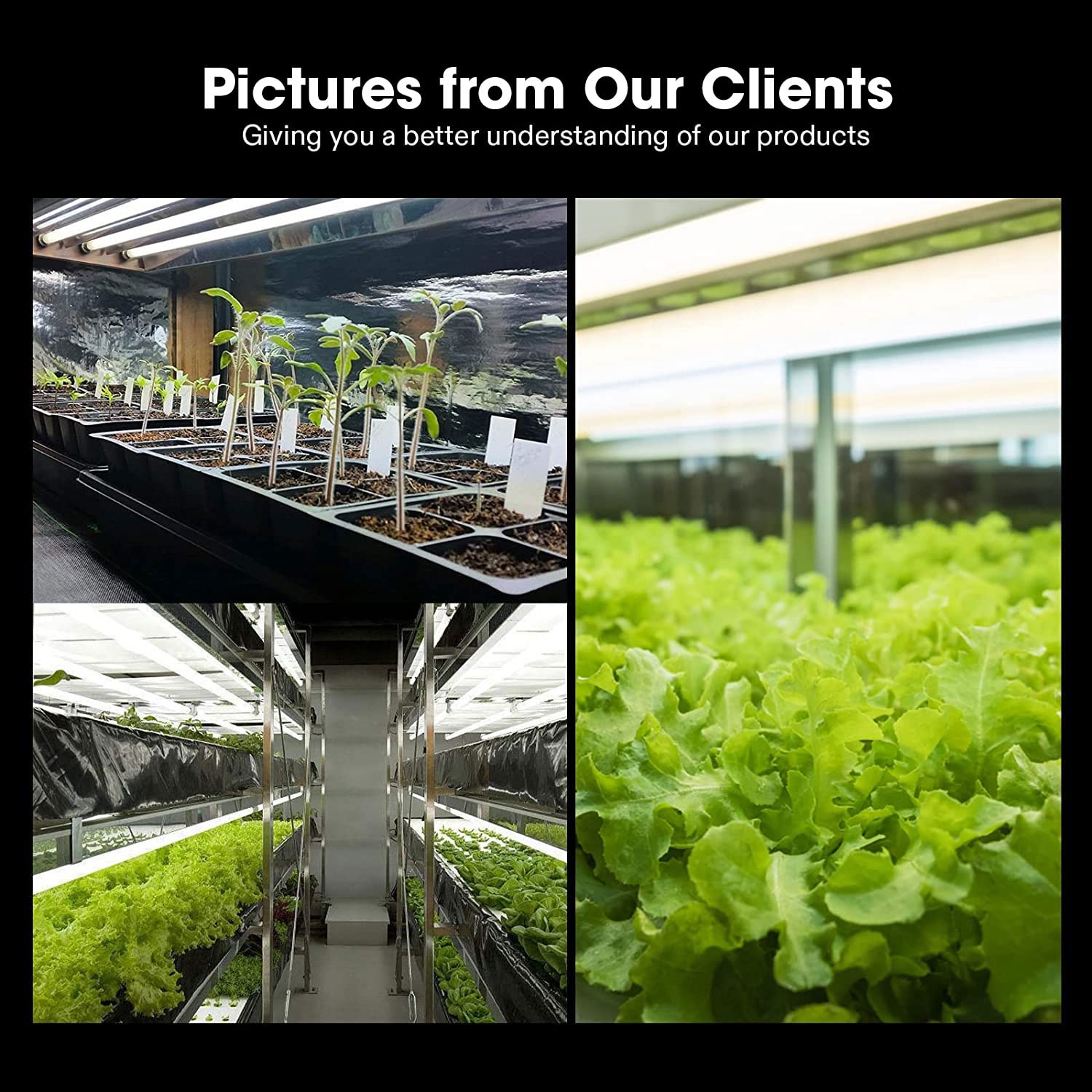 VIVOSUN tubes installed in a grow tent demonstrating efficient coverage