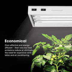 VIVOSUN bulbs illuminating seedling trays to promote compact growth