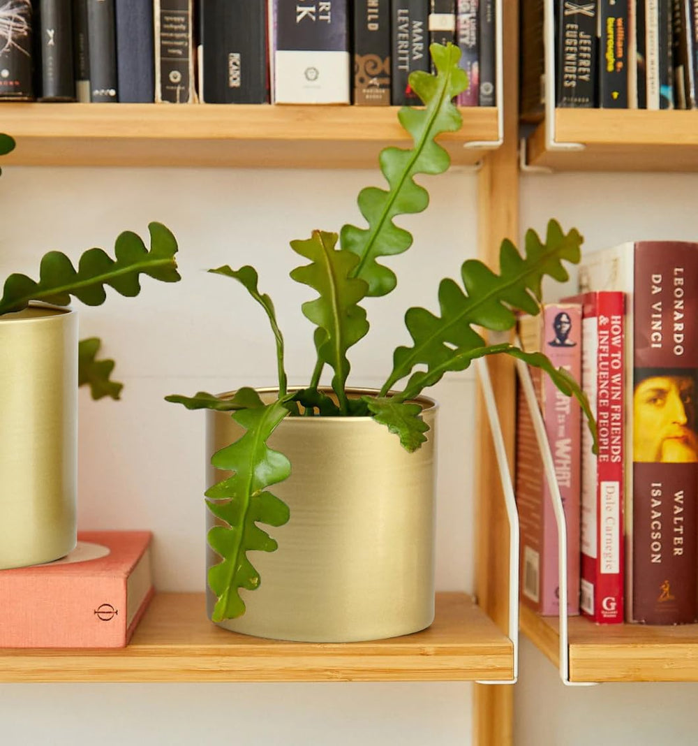 Vixdonos pots on coffee table, elevates room decor
