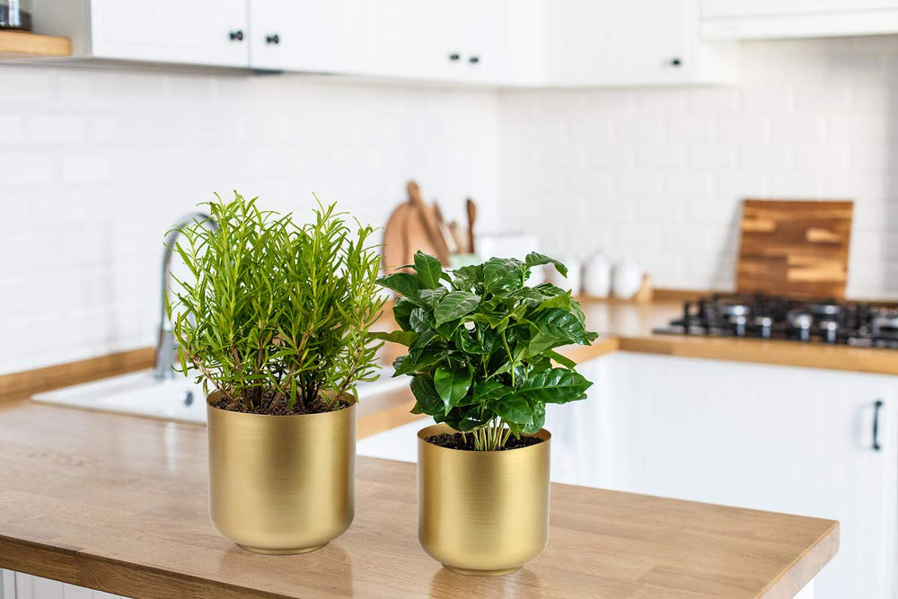 Vixdonos large planter with succulent demonstrating healthy display option