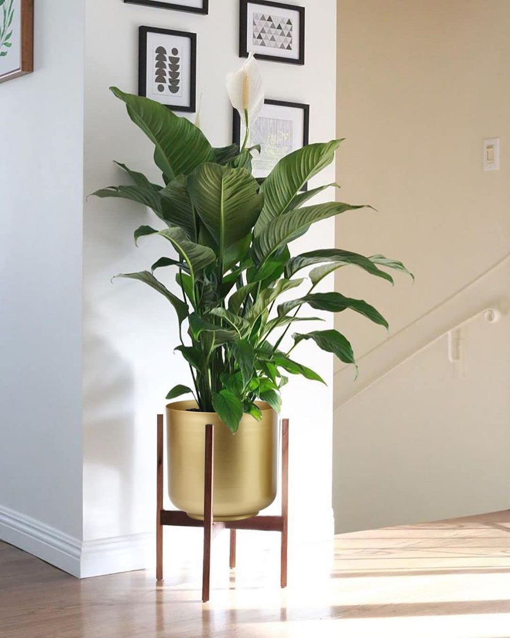 Vixdonos planters on floor beside book showing scale and room placement