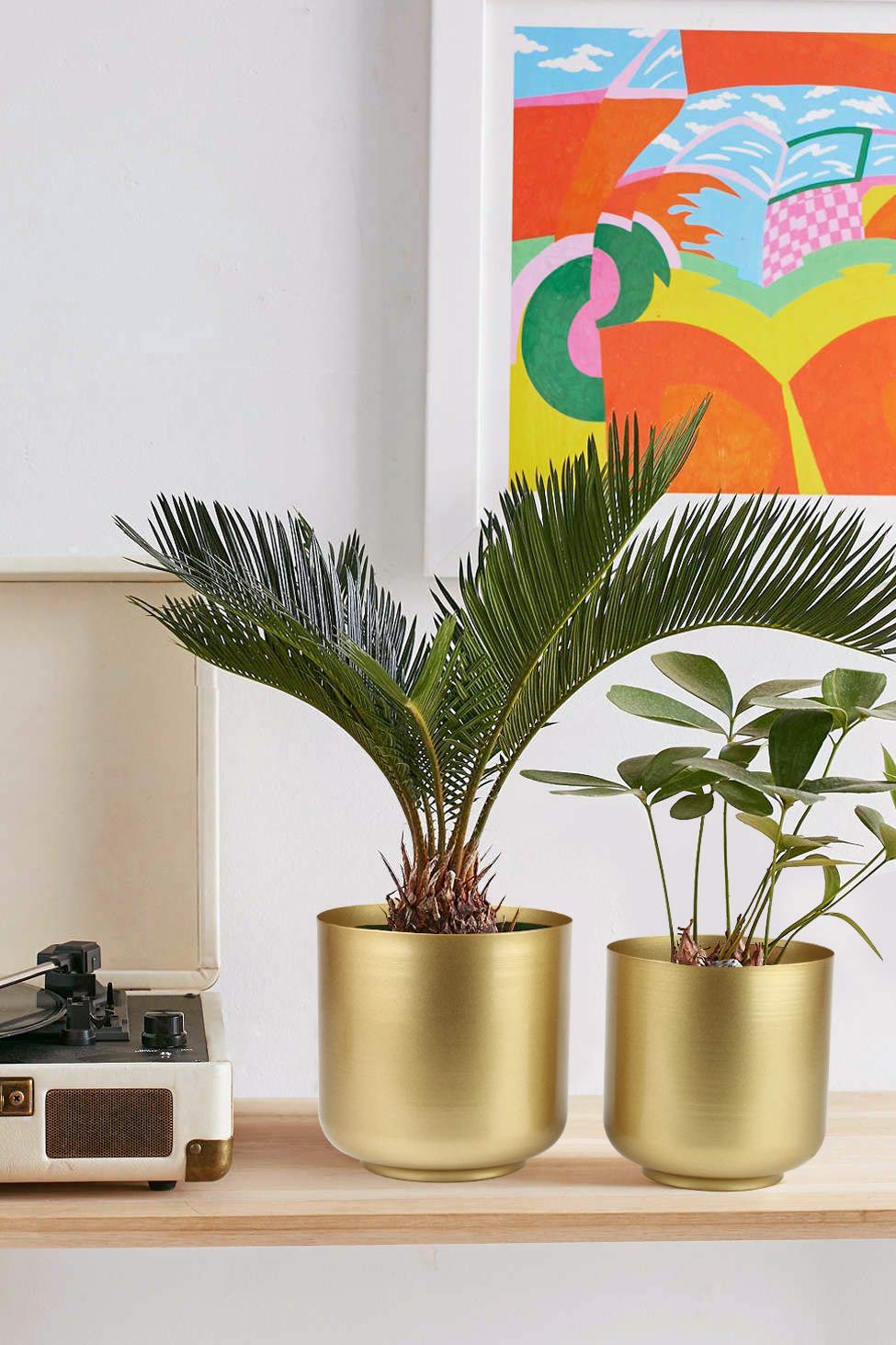 Vixdonos small planter with cactus showing compact planting and neat fit