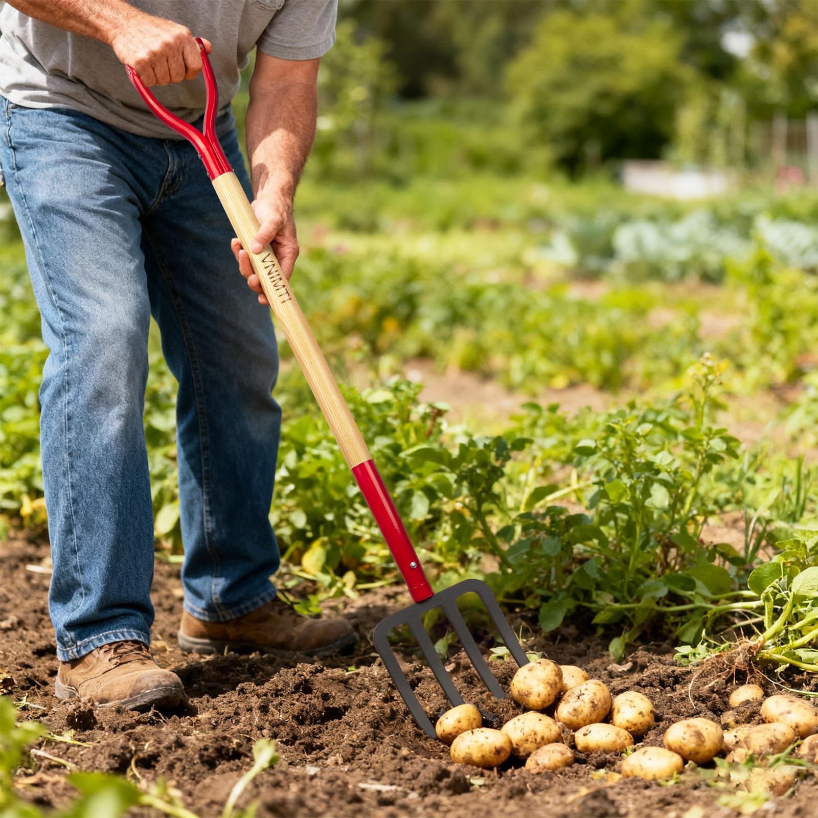 VNIMTI garden fork in use digging raised bed for easier transplanting