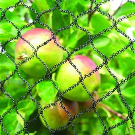 Vocray net covering raised vegetable bed preserving airflow and moisture