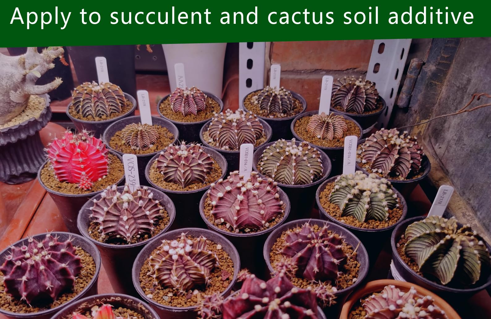 Voulosimi mixed into cactus and succulent potting mix for fast drainage