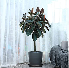 VUWEZ saucer under a planter catching drainage and protecting floors