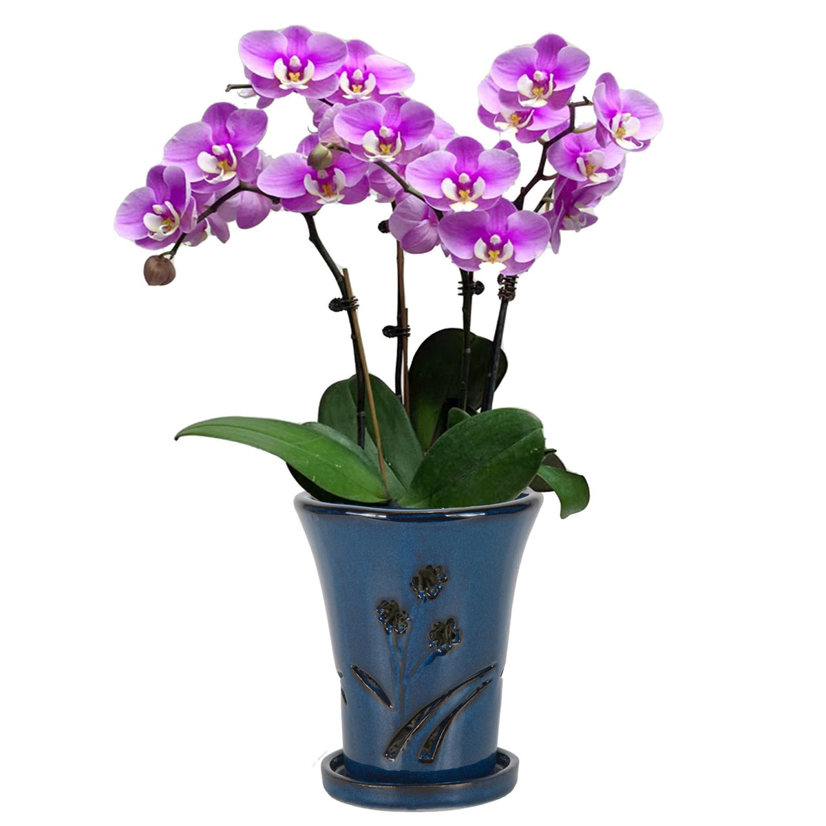 W&W front view of blue orchid pot showing shape and size, stylish display benefit
