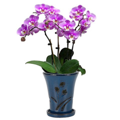 W&W front view of blue orchid pot showing shape and size, stylish display benefit