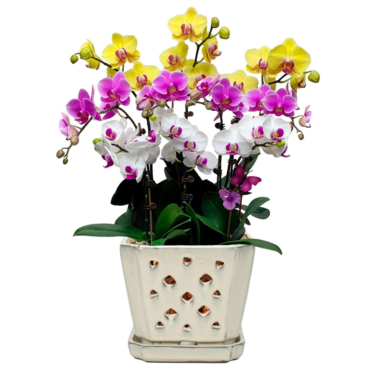 W&W front view cream white pot showing elegant shape and stable base
