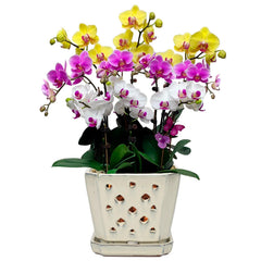 W&W front view cream white pot showing elegant shape and stable base
